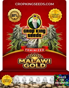 Malawi Gold Feminized