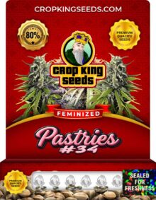 Pastries #34 Strain Feminized Marijuana Seeds