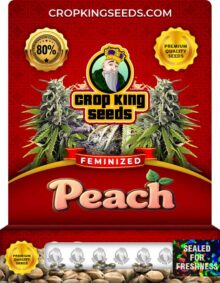 Peach Feminized