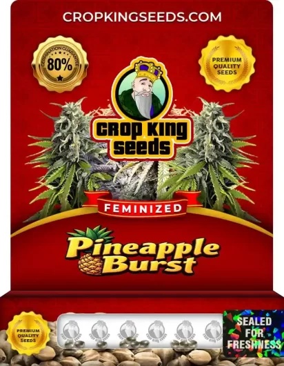 Pineapple Burst Feminized