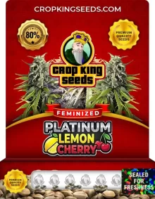Platinum Lemon Cherry Feminized