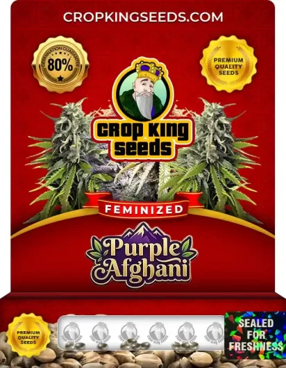 Purple Afghani Feminized