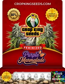 Purple Marmalade Feminized