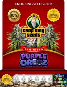 Purple Oreoz Feminized