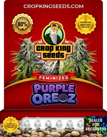 Purple Oreoz Feminized