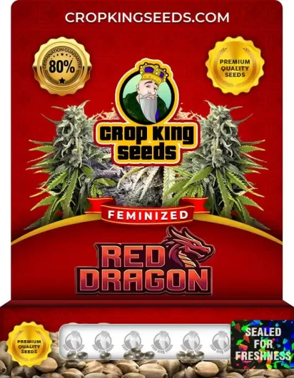Red Dragon Feminized