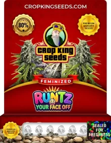 Runtz Your Face Off Feminized