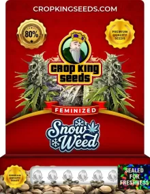 Snow Weed Feminized