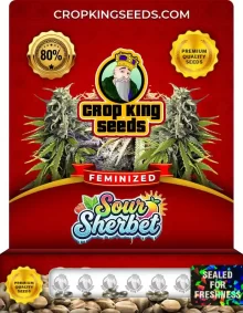 Sour Sherbet Feminized
