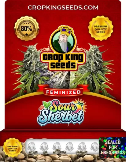 Sour Sherbet Feminized