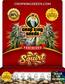 Squirt Feminized