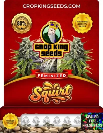 Squirt Feminized