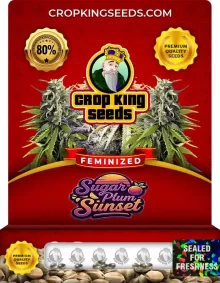 Sugar Plum Sunset Feminized
