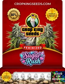 Sugar Rush Feminized