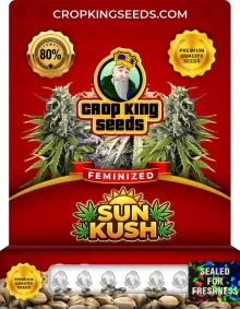 Sun Kush Feminized