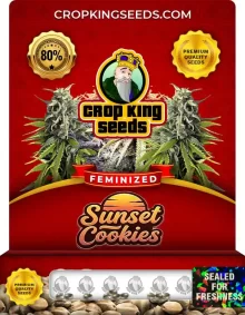 Sunset Cookies Feminized