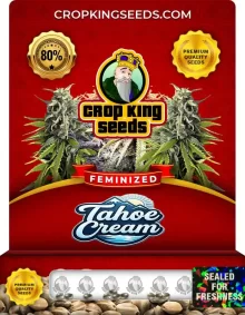Tahoe Cream Feminized