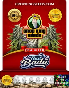 That Badu Feminized