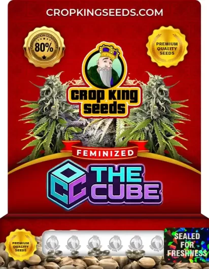 The Cube Feminized