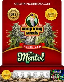 The Menthol Feminized