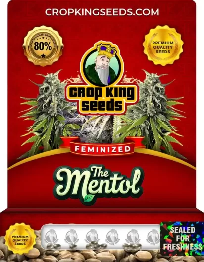 The Menthol Feminized