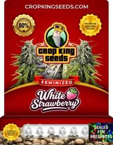 White Strawberry Feminized