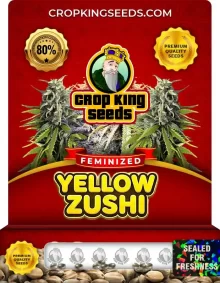 Yellow Zushi Feminized