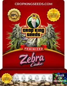 Zebra Cake Feminized