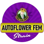 Autoflowering Feminized