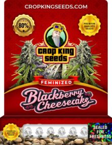 Blackberry Cheesecake Strain