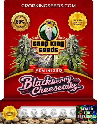 Blackberry Cheesecake Strain