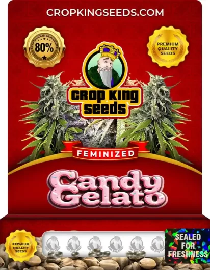 Candy Gelato Strain