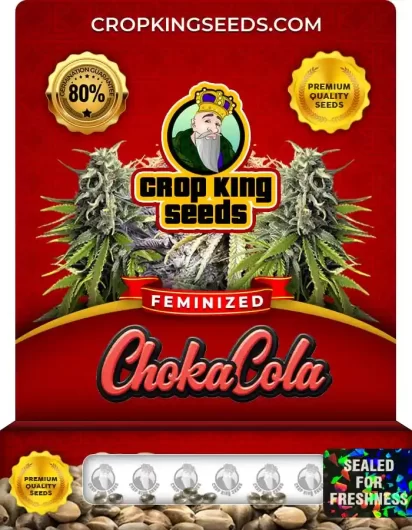 Choka Cola Strain Feminized