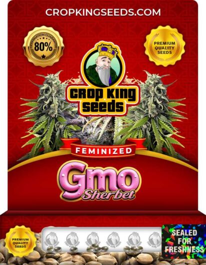 GMO Sherbet Strain