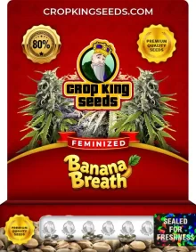 Banana Breath Strain