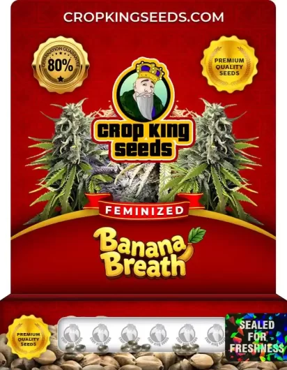 Banana Breath Strain