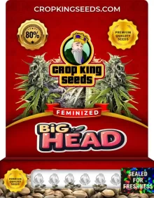 Big Head Strain