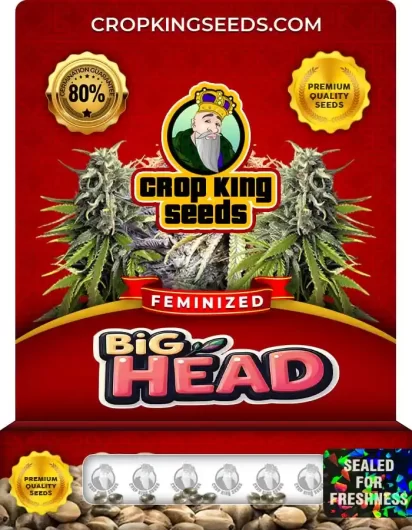Big Head Strain