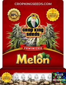Melon Strain