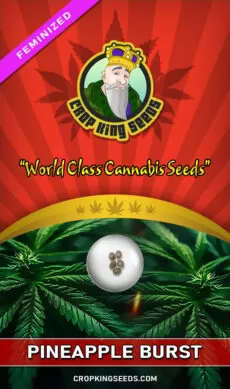 Pineapple Burst Strain Feminized