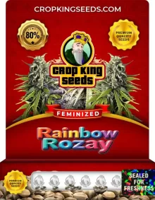 Rainbow Rozay Strain