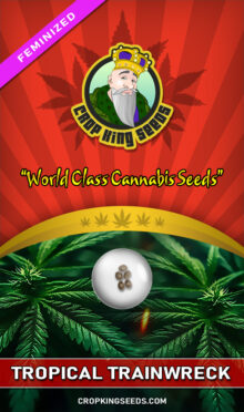 Tropical Trainwreck Strain Feminized