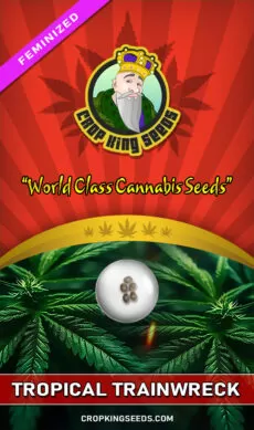 Tropical Trainwreck Strain Feminized