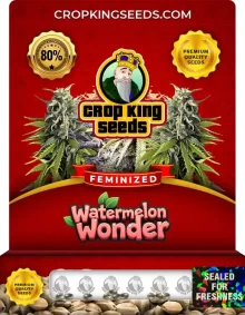 Watermelon Wonder Strain