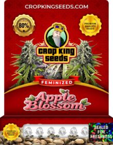 Apple Blossom Feminized