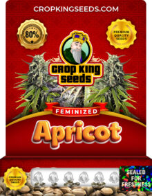 Apricot Strain Feminized
