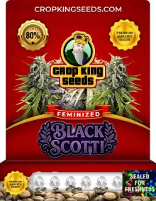 Black Scotti Feminized