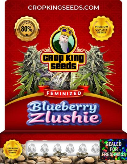 Blueberry Zlushie Strain