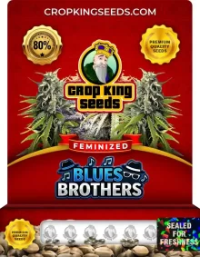 Blues Brothers Feminized