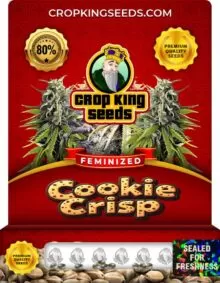 Cookie Crisp Feminized